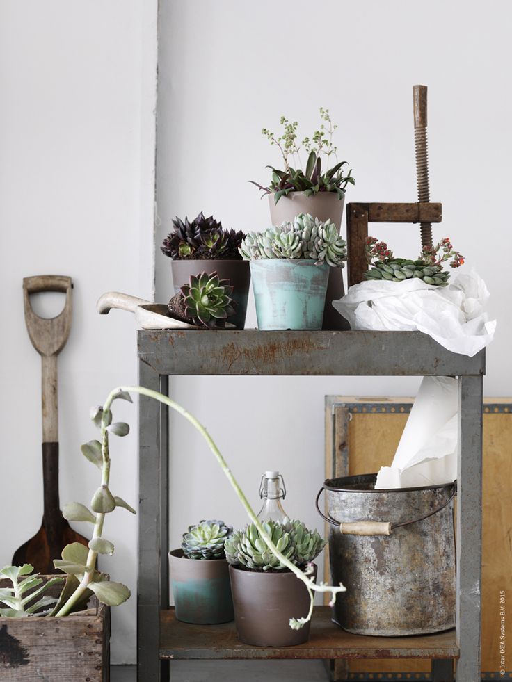 plants-in-the-home-pinterest-14