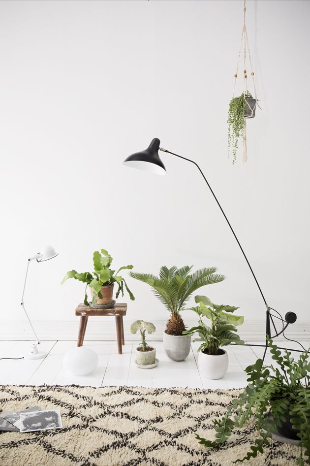 plants-in-the-home-pinterest-4